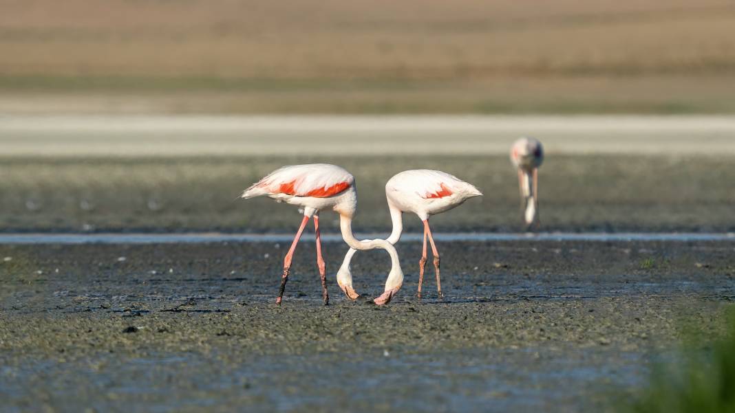 Tuz Gölü, 5 bin yavru flamingoya ev sahipliği yapıyor 8